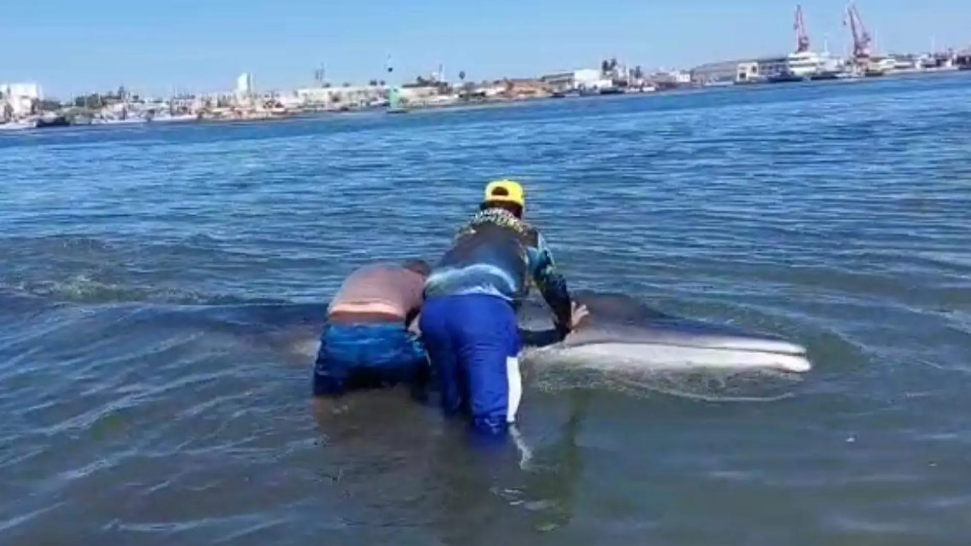 rescatan a ballena varada isla de la piedra